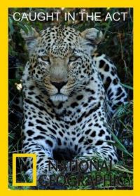 National Geographic. В объективе: Необычное поведение животных