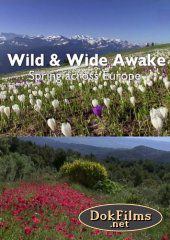 Пробуждение дикой природы - европейская весна
