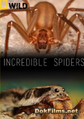 National Geographic. Удивительные пауки