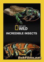 National Geographic. Удивительные насекомые