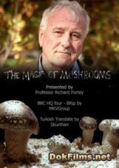 BBC: Магия грибов (Тайная жизнь грибов)