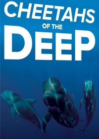 Дельфины – гепарды морских глубин