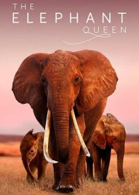 Королева слонов
