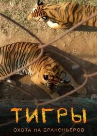 Тигры: Охота на браконьеров