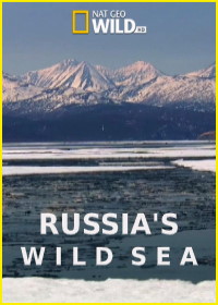 Дикое море России