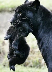 Настоящая чёрная пантера