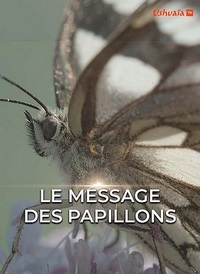 Послание бабочек