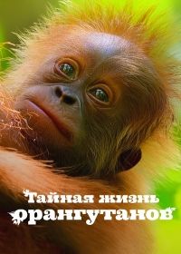 Тайная жизнь орангутанов