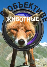 В объективе – животные