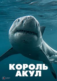 Король акул