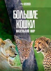 Большие кошки, маленький мир