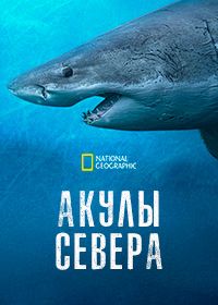 Акулы севера