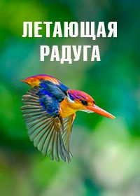 Летающая радуга