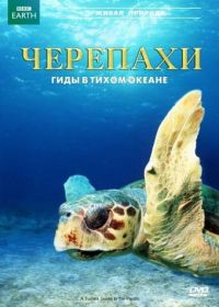 Черепахи: Гиды в Тихом океане