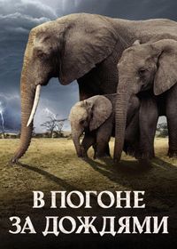 В погоне за дождями