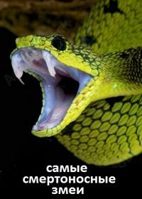Самые смертоносные змеи в мире