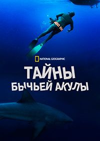 Тайны бычьей акулы