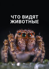 Что видят животные