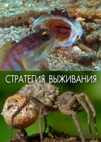 Стратегия выживания