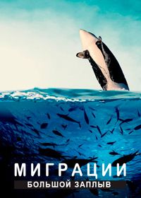 Миграции: большой заплыв