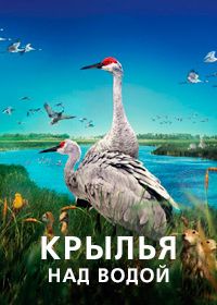 Крылья над водой